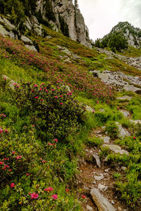 Scenic view of flowering plants on land