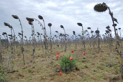 Flowering plants on field against sky