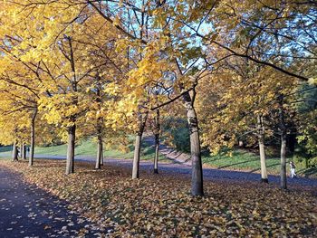 Trees in park during autumn