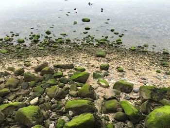 Plants in water