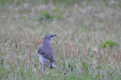Bird perching on field
