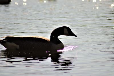 Duck swimming in a lake