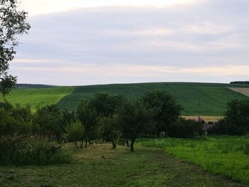 Scenic view of agricultural field against sky