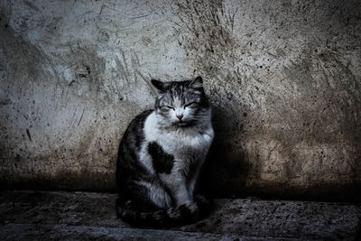 Close-up portrait of cat