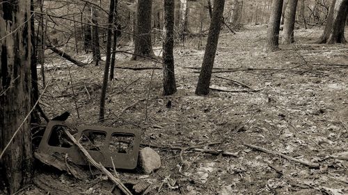 Text on tree trunk in forest