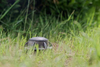 Close-up of a mushroom on grass