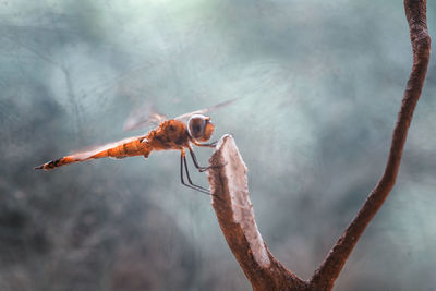 Damselflies on plants