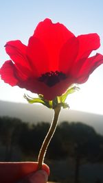 Close-up of red flower