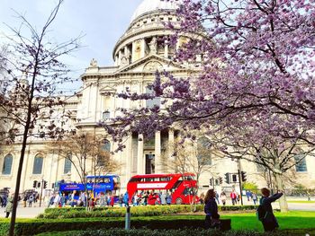 View of cherry blossom from building