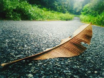 Close-up fallen leaves 