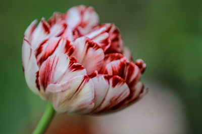 Close-up of red rose flower