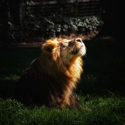 View of cat sitting on field