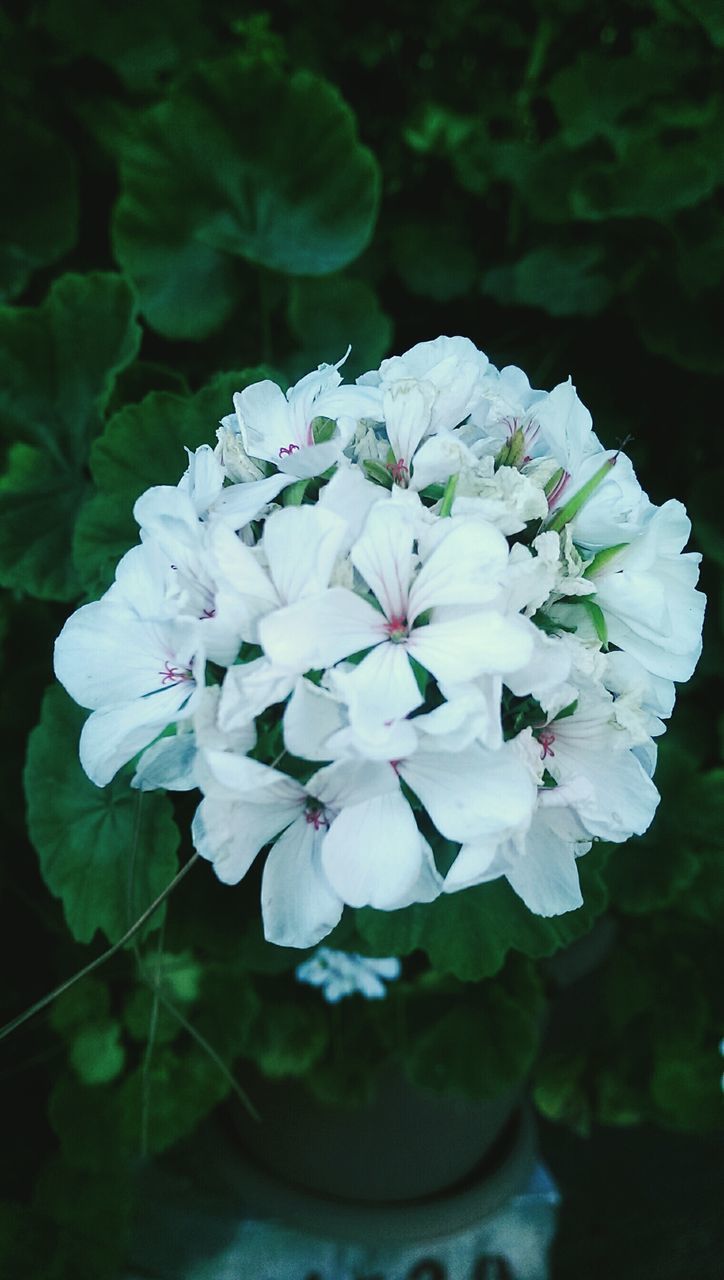 flower, freshness, petal, fragility, white color, growth, flower head, beauty in nature, close-up, blooming, nature, in bloom, focus on foreground, plant, blossom, pollen, white, leaf, stamen, botany