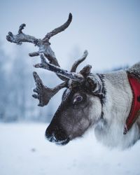 Close-up of deer on snow covered field
