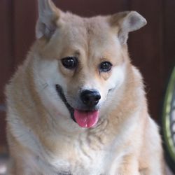 Close-up portrait of dog sticking out tongue
