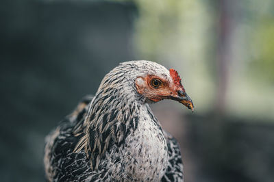 Chicken closeup on compost field at permaculture farm