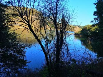 Reflection of bare trees in lake