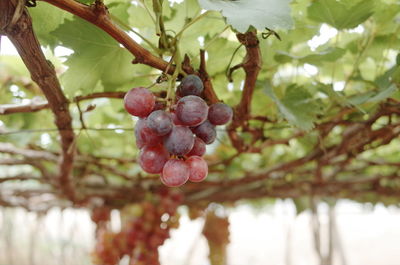 Close-up of berries growing on tree