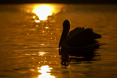 High angle view of bird in lake