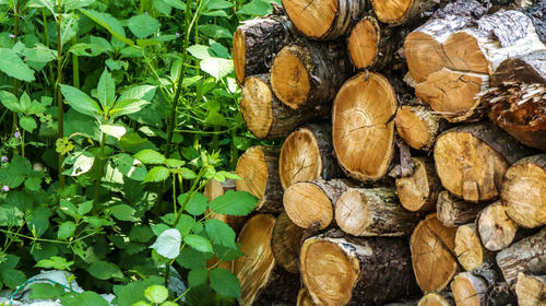 Stack of logs in forest