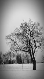 Bare tree on snow covered field against sky