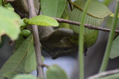 Close-up of cat on branch