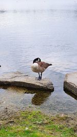 Bird perching on a lake