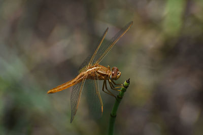 Close-up of dragonfly