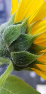 Close-up of sunflower plant