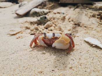 Close-up of crab on sand