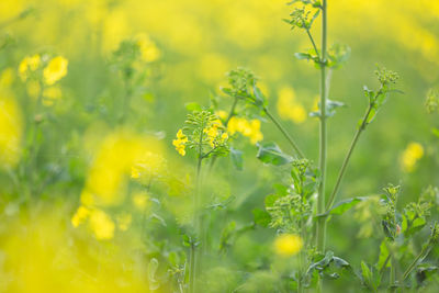 Close-up of yellow flowering plants on field