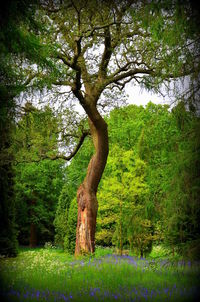 Tree against sky