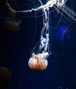 Close-up of jellyfish swimming in sea