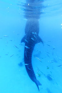 Whale shark swimming in sea