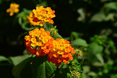 Close-up of marigold blooming in park