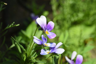 Close-up of purple flowering plant on field