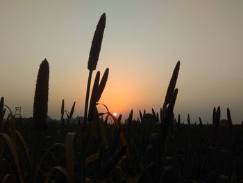 Cactus growing on field against sky during sunset