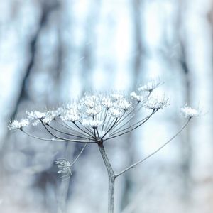 Close-up of frozen plant