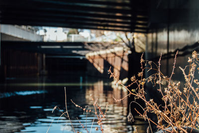 Close-up of plants against river