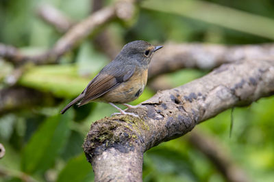 Close-up of bird perching on branch