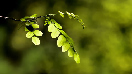 Close-up of flowering plant