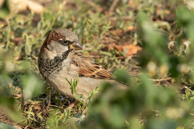 Close-up of bird perching on tree