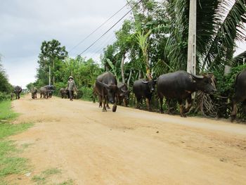 Cows on riverbank against sky