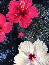 Close-up of fresh pink hibiscus blooming in water