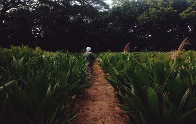 Rear view of man walking on field