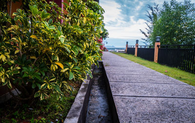 Footpath amidst trees and plants against sky