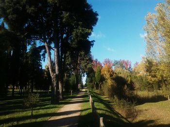 Road amidst trees against sky