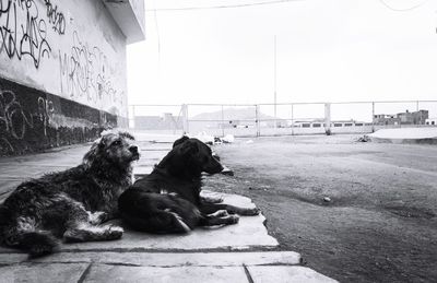 Dog sitting on bridge against sky