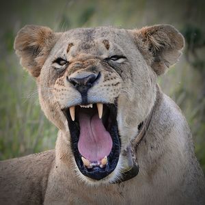 Close-up of lion yawning on field