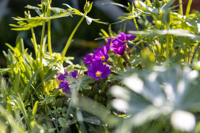 Close-up of purple flowering plants